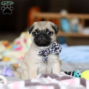 Poppy, Pug Puppy